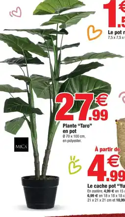 Bazarland Plante Taro en pot offre