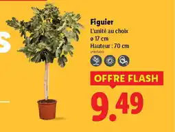 Figuier