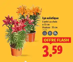 Lidl Lys asiatique offre