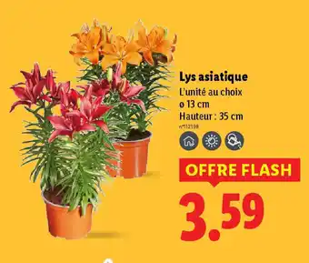 Lidl Lys asiatique offre