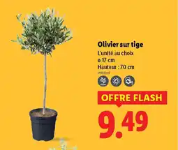 Lidl Olivier sur tige offre