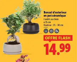 Lidl Bonsai d'exterieur en pot céramique offre