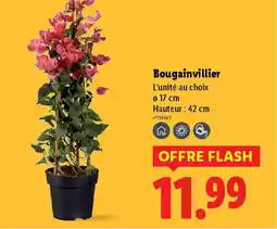 Bougainvillier