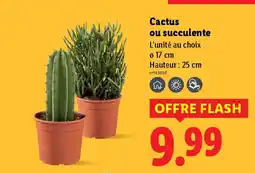 Lidl Cactus ou succulente offre
