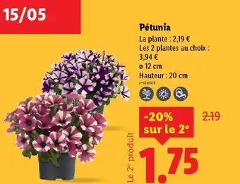 Lidl Pétunia offre