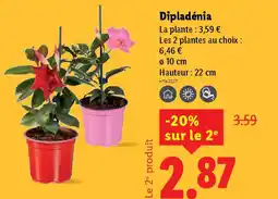 Lidl Dipladénia offre