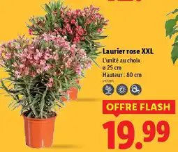 Lidl Laurier rose XXL offre