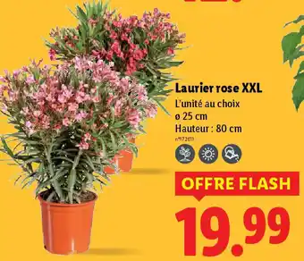 Lidl Laurier rose XXL offre