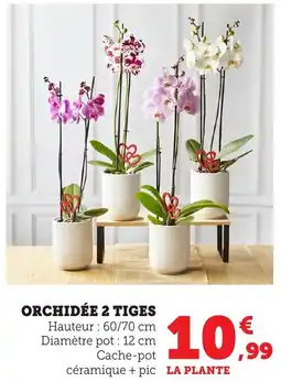 Bi1 Orchidée 2 tiges offre