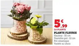 Bi1 Plante fleurie offre