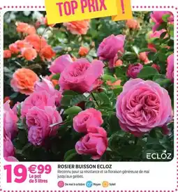 Delbard Ecloz - rosier buisson offre
