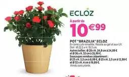 Delbard Ecloz - pot brazilia offre