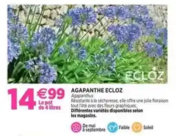 Delbard Ecloz - agapanthe offre
