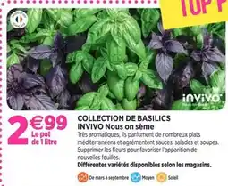 Delbard Invivo - collection de basilics offre