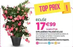Ecloz - dipladenia paliss écloz