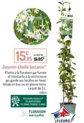 Jasmin étoilé Botanic