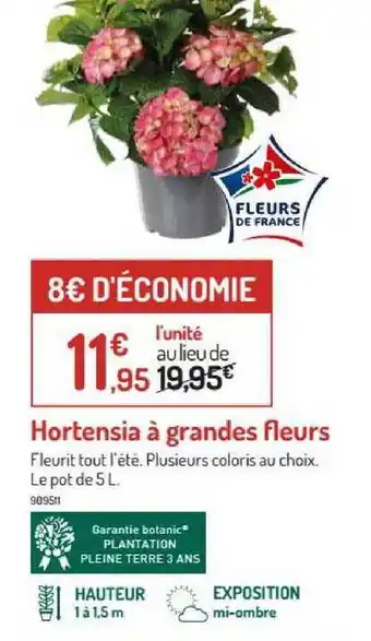 Botanic Hortensia à Grandes Fleurs offre