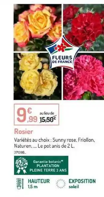 Rosier