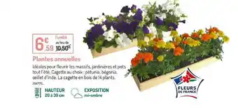 Botanic Plantes Annuelles offre