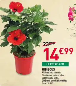 Hibiscus