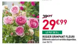 RAGT Jardin & Maison Rosier grimpant fleuri offre