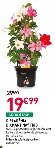 RAGT Jardin & Maison Dipladénia diamantina trio offre