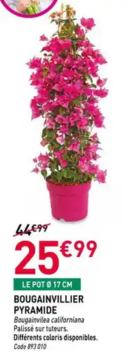 Bougainvillier pyramide