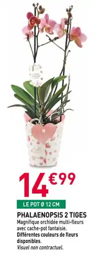 Phalaenopsis 2 tiges