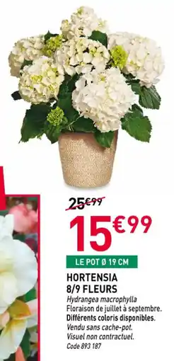 RAGT Jardin & Maison Hortensia 8/9 fleurs offre