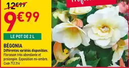 RAGT Jardin & Maison Bégonia offre
