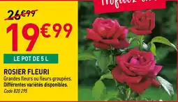 Rosier fleuri