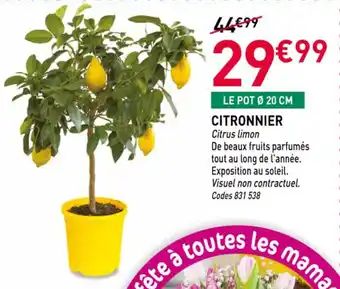 RAGT Jardin & Maison Citronnier offre
