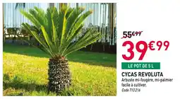 RAGT Jardin & Maison Cycas revoluta offre