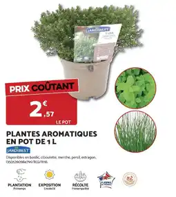 Bricomarché Plantes aromatiques en pot offre