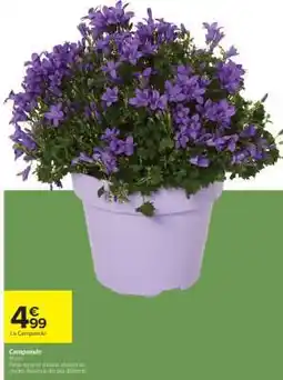 Carrefour Campanule offre