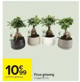 Carrefour Ficus ginseng offre