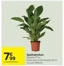 Carrefour Spathiphyllum offre