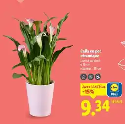 Lidl Calla en pot céramique offre