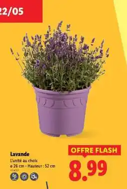 Lidl Lavande offre