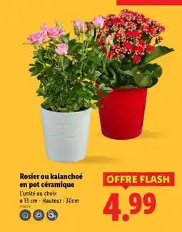 Lidl Rosier ou kalanchoé en pot céramique offre