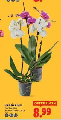 Lidl Orchidée 2 tiges offre