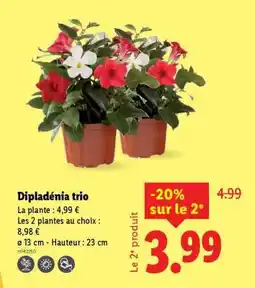 Lidl Dipladénia trio offre