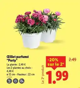 Lidl Œillet parfumé Party offre