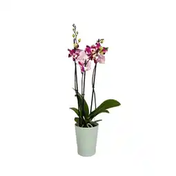Carrefour Orchidée 3 tiges offre