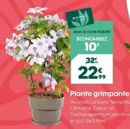 Truffaut Plante grimpante offre