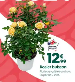 Truffaut Rosier buisson offre