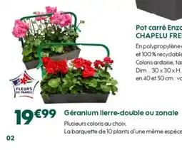 Truffaut Géranium lierre-double ou zonale offre
