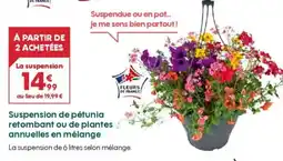 Truffaut Suspension de pétunia retombant ou de plantes annuelles en mélange offre