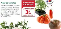 Truffaut Plant de tomates offre