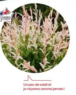 Truffaut Salix integra 'Hakuro Nishiki' offre